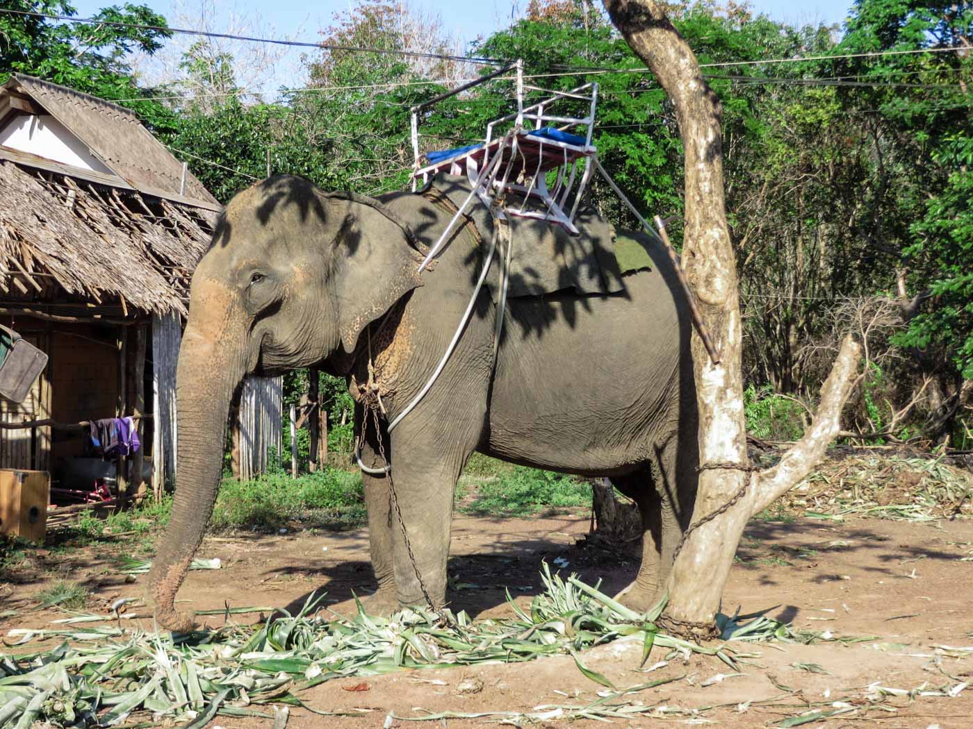 Read more about the article The Phajaan – Elephant Tourism, and the process of Phajaan