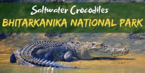 Read more about the article Info Of Bhitarkanika National Park Nature Camps Odisha Tourism