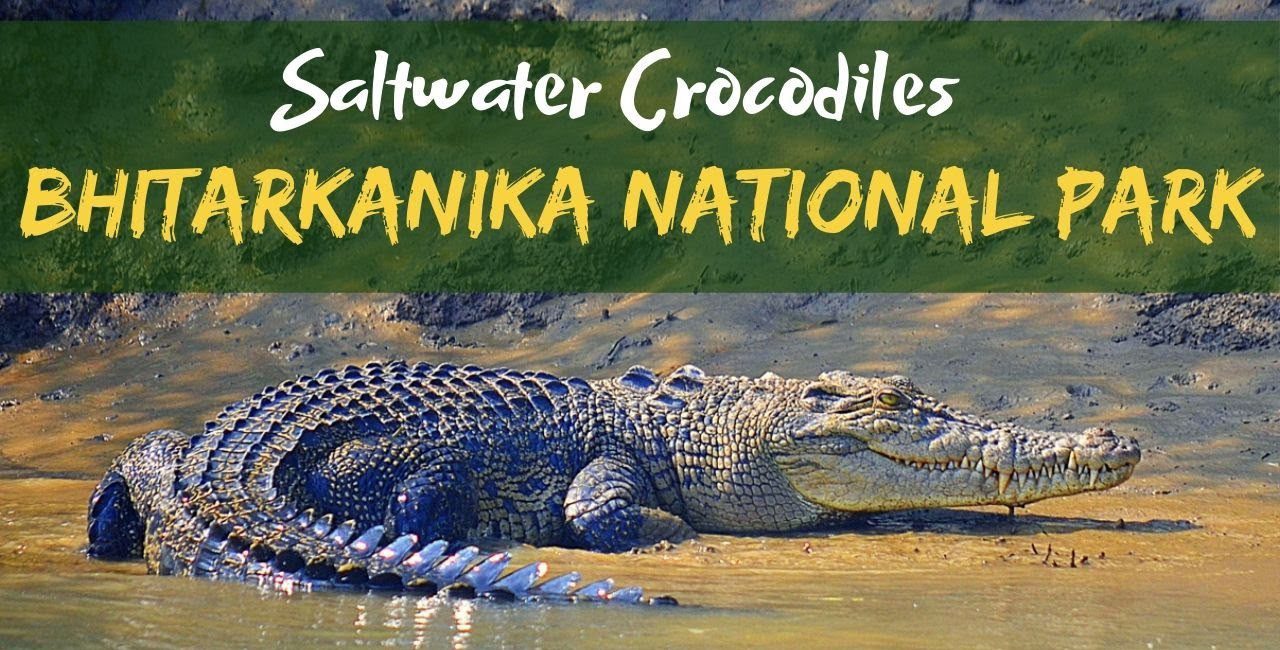 Info Of Bhitarkanika National Park Nature Camps Odisha Tourism