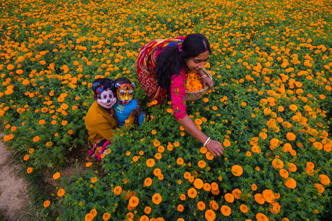 Khirai Valley Of Flowers Near Panskura Junction West Bengal