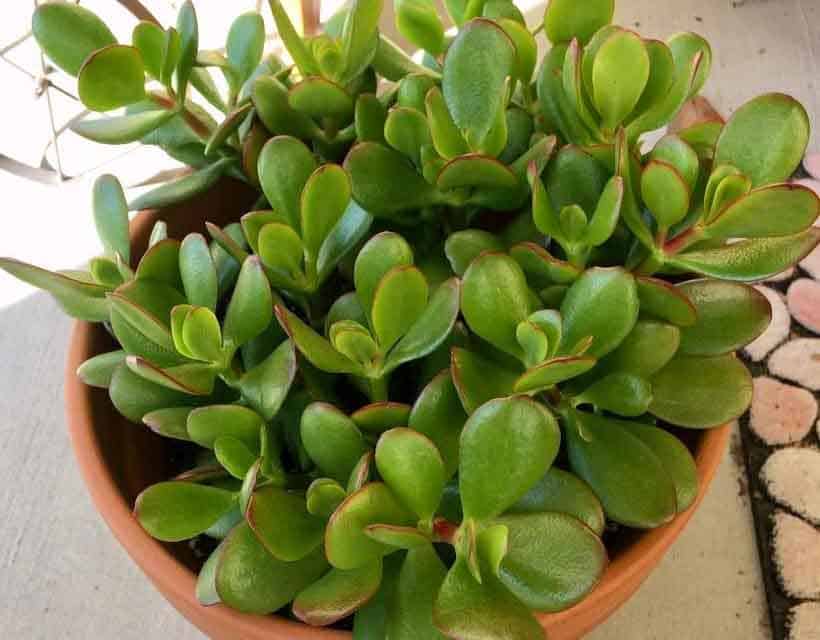 Jade Plant or Crassula Ovata Benefits at Home, Reasons to Buy a Jade Plant