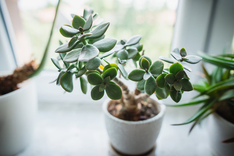 Read more about the article Jade Plant or Crassula Ovata Benefits at Home, Reasons to Buy a Jade Plant