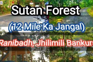 Sutan Forest
