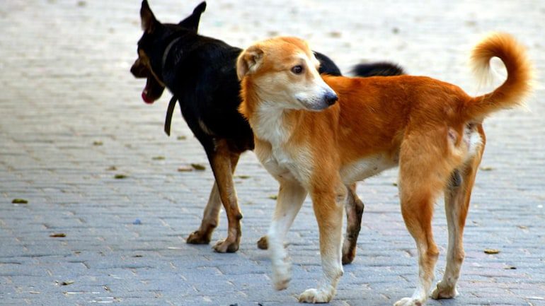 Read more about the article India has a Big Stray Dogs Problem