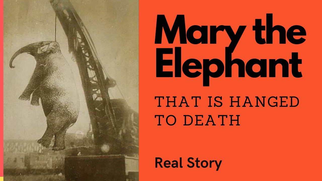 Read more about the article The Painful Story Of Elephant Mary