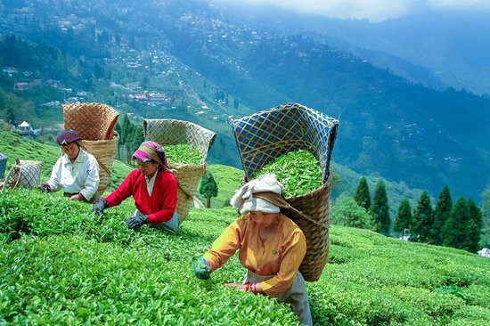 Tourist Places To Visit In Darjeeling