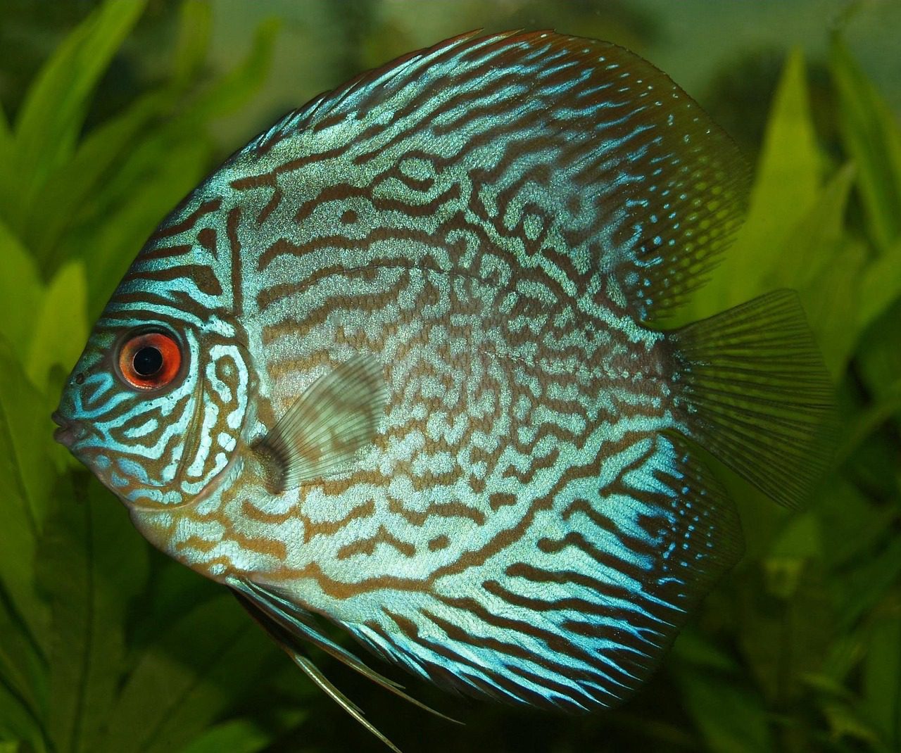 Read more about the article Cichlid Fish Eats Its Own Young, Scientists Discovered