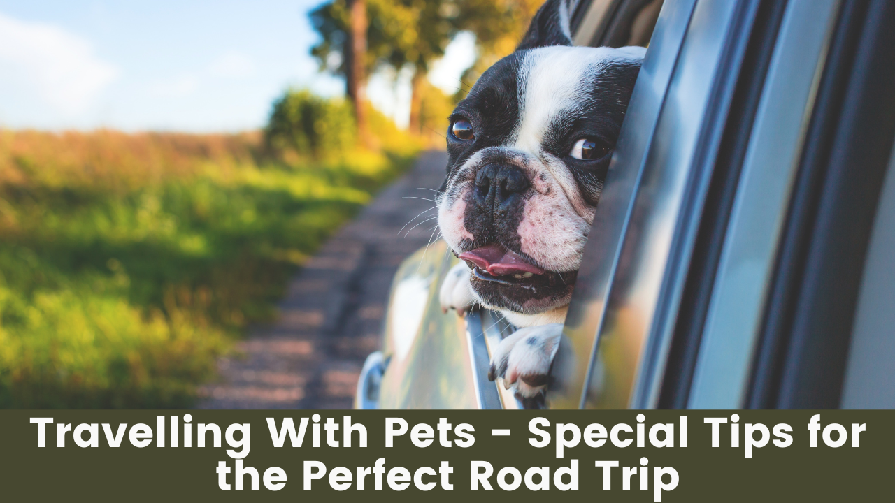 Read more about the article Travelling With Pets – Special Tips for the Perfect Road Trip