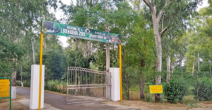 Tiger Safari In Ludhiana – Best Time To Visit Tiger Reserve Ludhiana