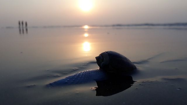 Digha Beautiful Sea Beach