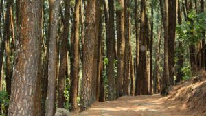 Read more about the article Trichur Forest In Kerala Is India’s Most Haunted Forest