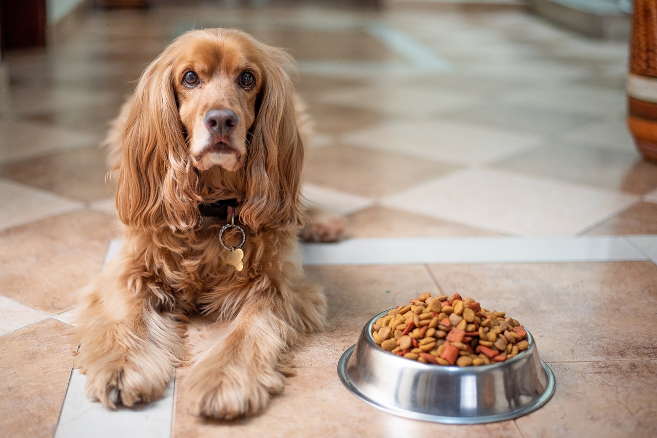 Read more about the article What Foods Are Toxic To Dogs – Never Feed These Things To Your Dog In Love