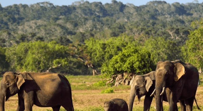 Top 13 Tourist Places In Sri Lanka For Your 2023 Trip