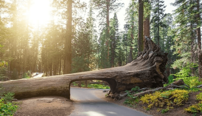 National Parks in Northern California Explore the Best of Northern California