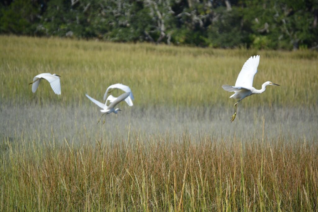 Jekyll Island Campground