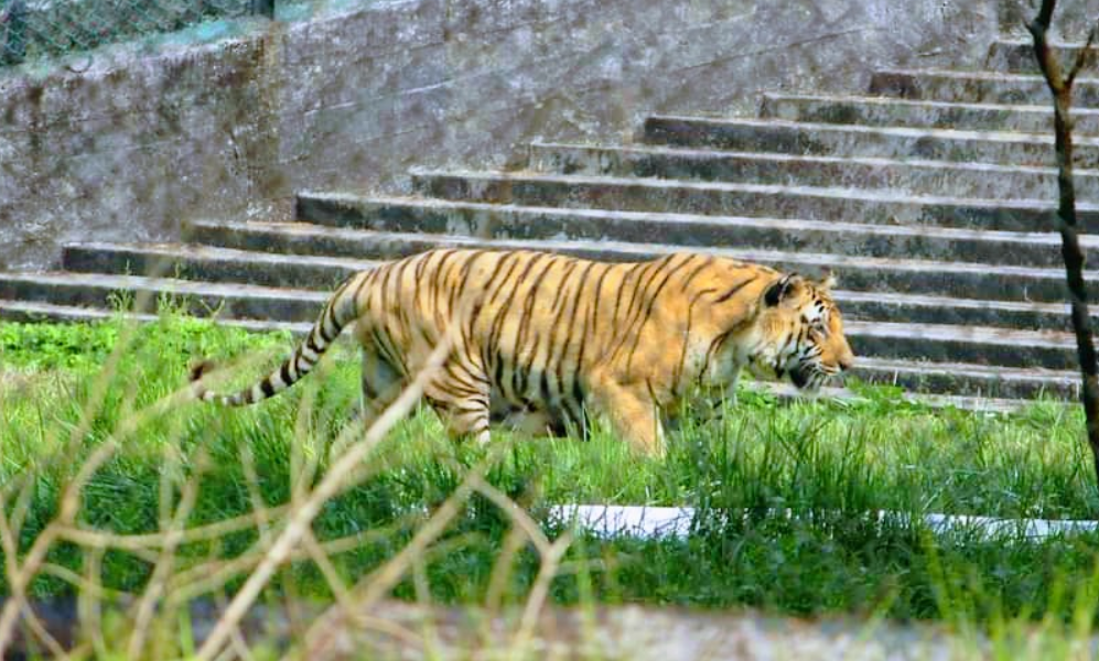 Sundarban Tour Package Minimum Budget and Maximum Entertainment From Kolkata