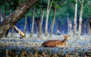 Sundarban Tour Package Minimum Budget and Maximum Entertainment From Kolkata