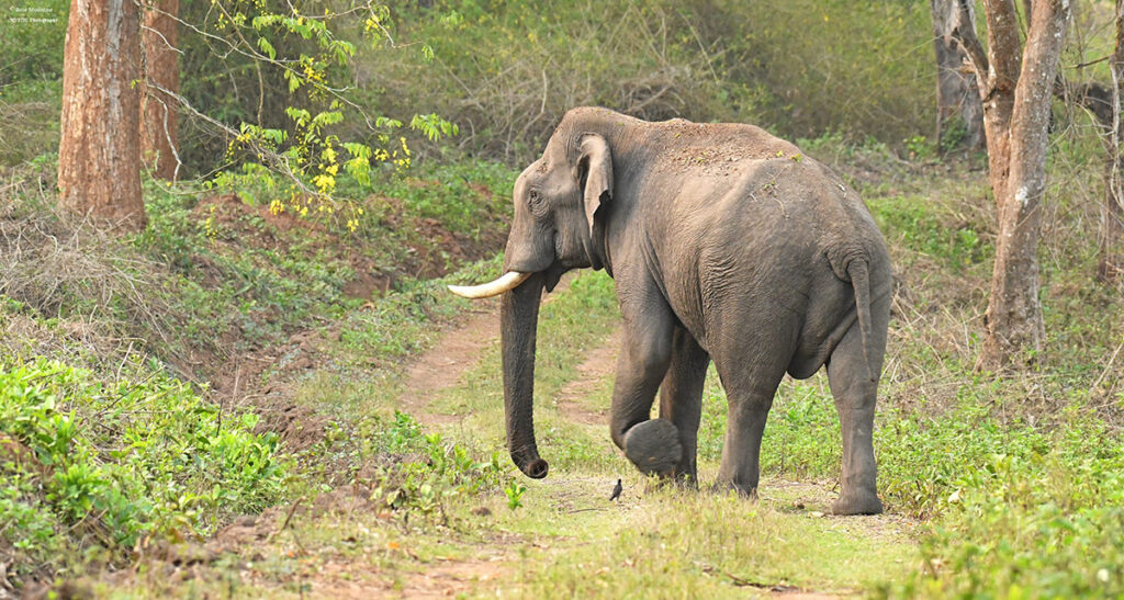 Brahmagiri Wildlife Sanctuary - A Breathtaking Heaven of Flora and Fauna