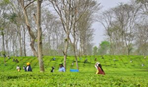 Top 5 Darjeeling Tea Garden Stays to Book Today