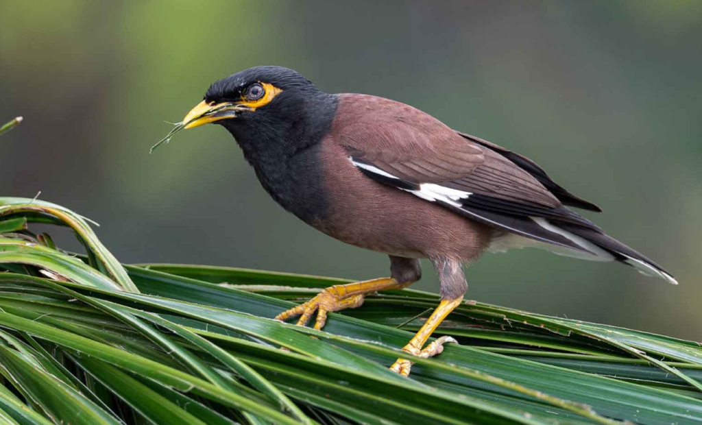 Kanger Valley National Park Chattisgarh - Timings