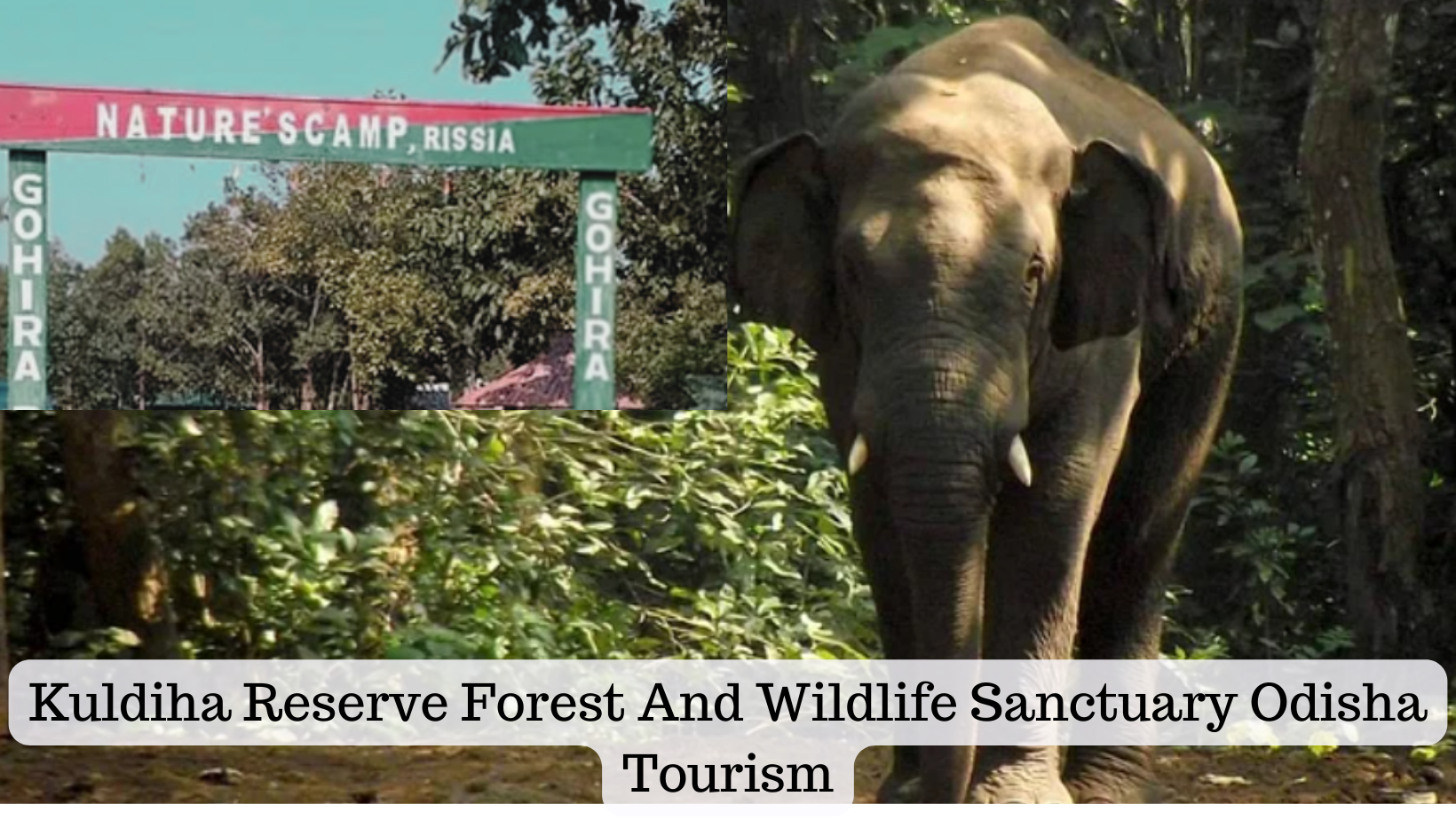 Kuldiha Reserve Forest And Wildlife Sanctuary Odisha Tourism