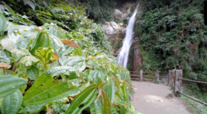 Changey Waterfall Tour Guide In Lava Neora Valley | Timings | Entry Fee