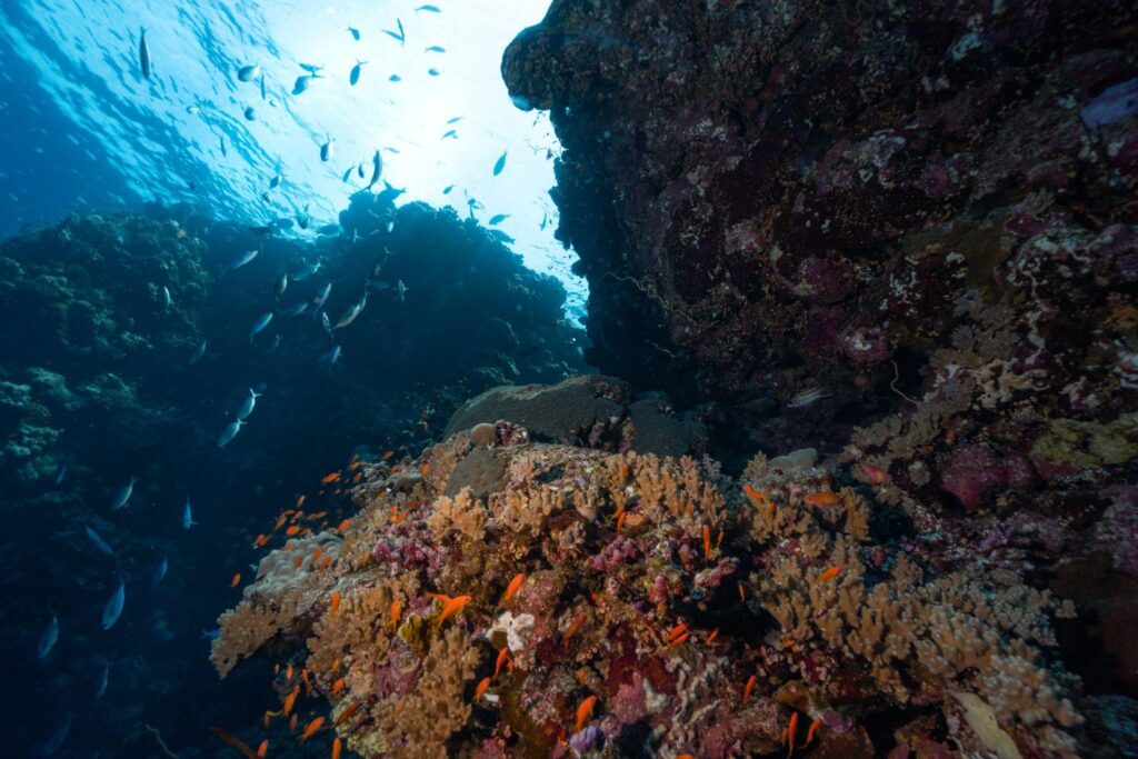 Scuba diving in Andaman 