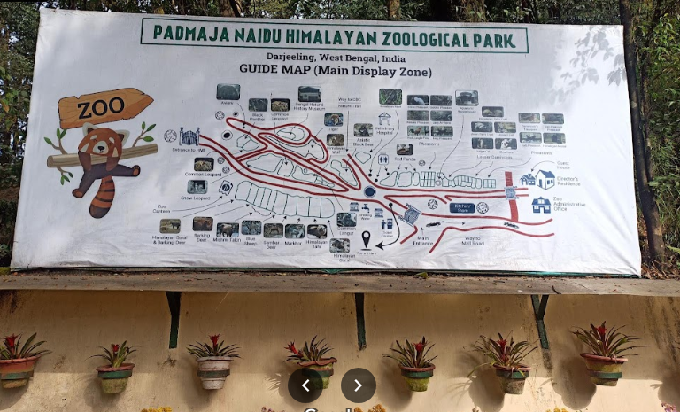 Padmaja Naidu Himalayan Zoological Park ‎Fees and Timing 2024