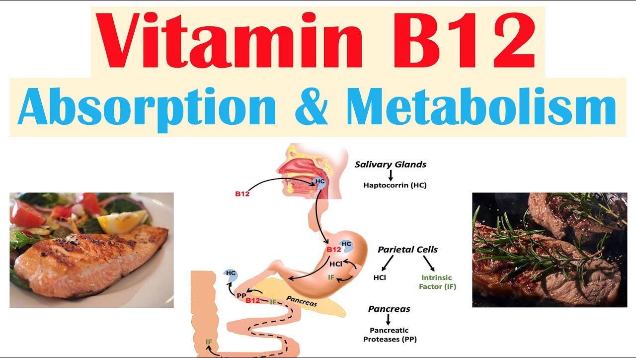 Increase Vitamin B12 Naturally – Symptoms, Best Foods, Natural Supplements